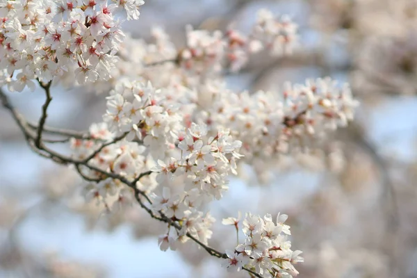 Spring sakura pink flower — Stock Photo, Image