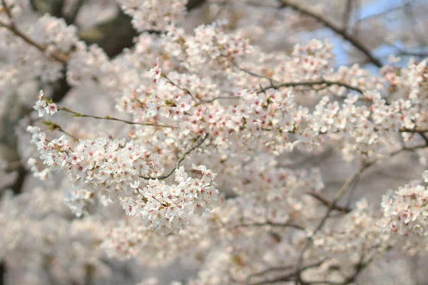 벚꽃 나무 푸른 하늘에 대 한 — 스톡 사진