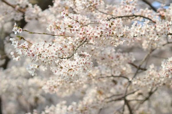 美丽的樱花，白色樱花花 — 图库照片