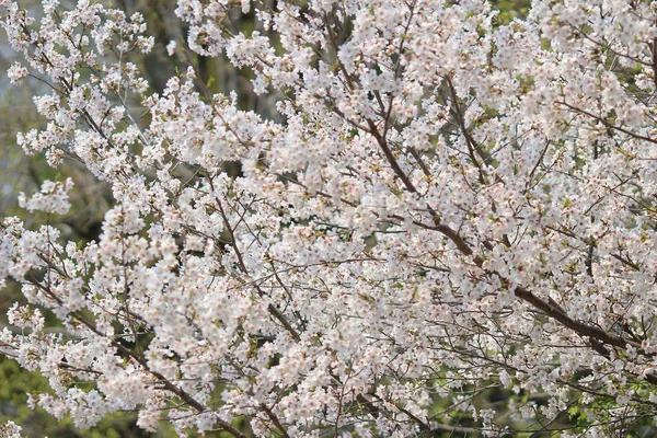Schöne Kirschblüte, weiße Sakura-Blume — Stockfoto