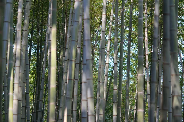 Famoso bosque de bambú en Arashiyama, Kyoto - Japón — Foto de Stock