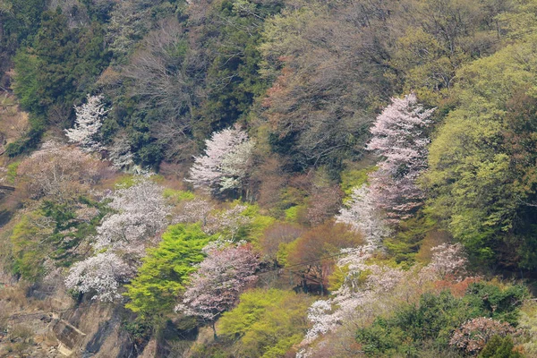 Kwiat wiśni na wzgórzach Arashiyama, Kyoto, Japonia — Zdjęcie stockowe