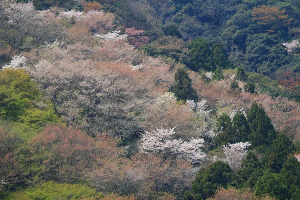 樱花在日本京都岚山山 — 图库照片