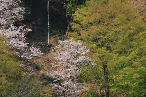 Cherry Blossom op Shee hills, Kyoto, Japan — Stockfoto