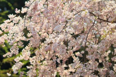 Güzel kiraz çiçeği, beyaz sakura çiçek