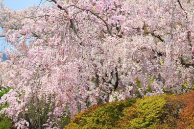 Güzel kiraz çiçeği, beyaz sakura çiçek