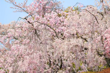  Mavi gökyüzüne karşı alınan kiraz çiçeği ağaçlar