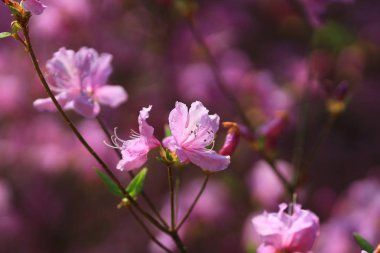 Pembe kiraz çiçekleri çiçek