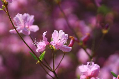 Pembe kiraz çiçekleri çiçek