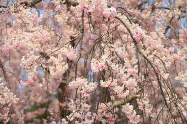 Pembe kiraz çiçeği (Sakura)