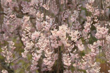 Pembe kiraz çiçeği (Sakura)