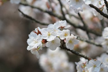  Bahar sakura Pembe çiçek