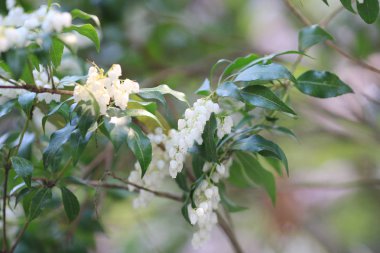 kyoto, Bahar çiçeği