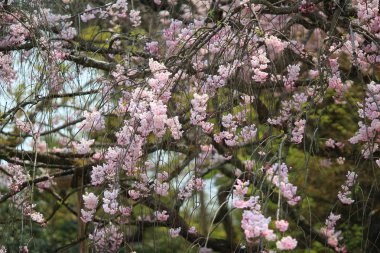 kyoto, Bahar çiçeği