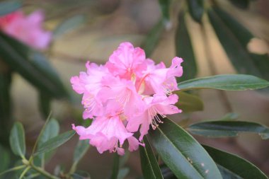  Bahar sakura Pembe çiçek