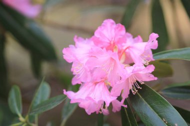  Bahar sakura Pembe çiçek