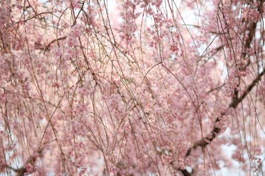 Ryoan-ji, güzel renkli taze bahar çiçekleri