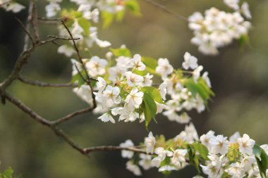 kyoto, Bahar çiçeği