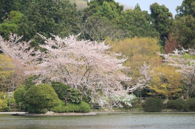 Ryoan-ji Tapınağı Bahar, kyoto, Japonya