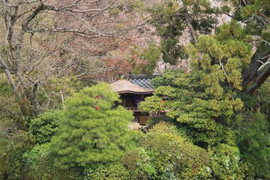 Ryoan-ji, güzel renkli taze bahar çiçekleri