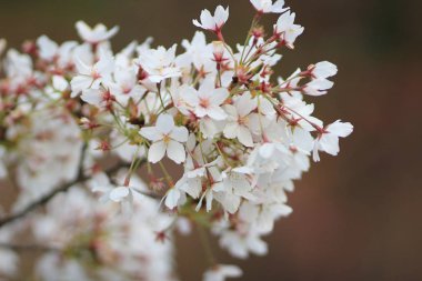 kyoto, Bahar çiçeği