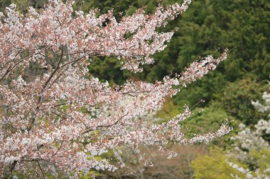 kyoto, Bahar çiçeği