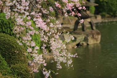 Ryoan-ji Tapınağı Bahar, kyoto, Japonya