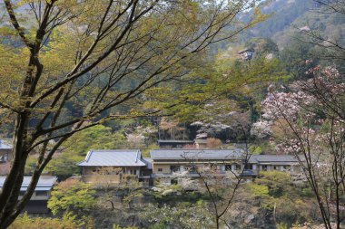 Umahori, kyoto, kiraz çiçeği