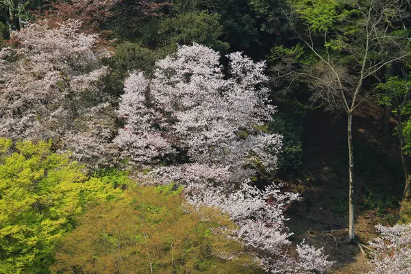 Cherry Blossom на Арасіяма пагорбах, Кіото, Японія — стокове фото