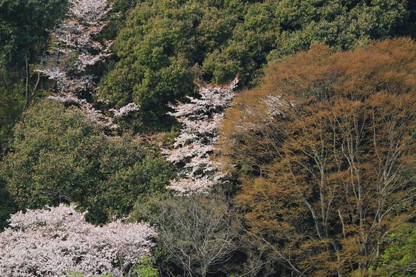 Cherry Blossom at Arashiyama hills, Kyoto, Japan — Stock Photo, Image