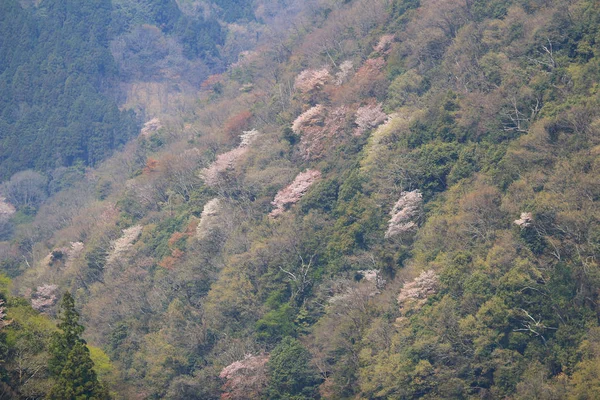 Arashiyama hills, Kyoto, Japonya, kiraz çiçeği — Stok fotoğraf