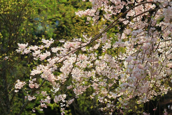 Bela flor de cereja, flor de sakura branca — Fotografia de Stock