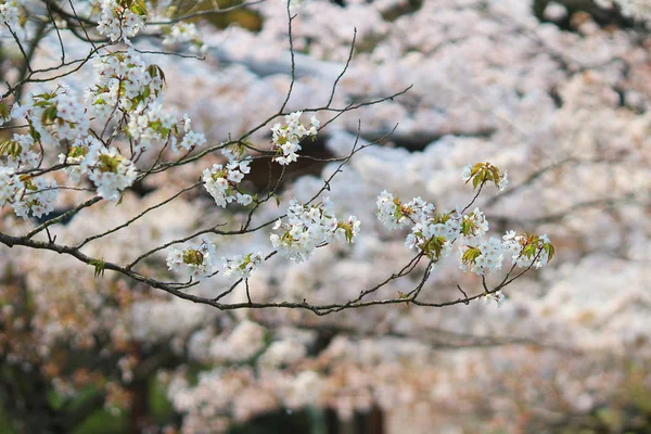 봄 꽃피는 벚꽃 가지 — 스톡 사진
