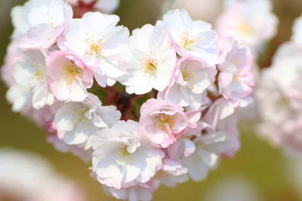 Gyönyörű cseresznye virág, fehér sakura virág — Stock Fotó