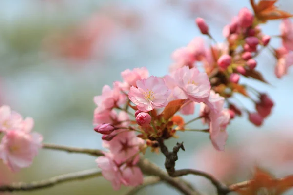 Árboles de flor de cerezo tomados contra el cielo azul — Foto de Stock