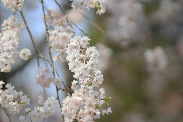 Beautiful Cherry blossom , white sakura flower — Stock Photo, Image