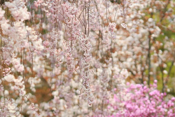 粉色樱花 (樱) — 图库照片