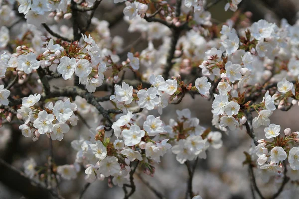 Gyönyörű cseresznye virág, fehér sakura virág — Stock Fotó