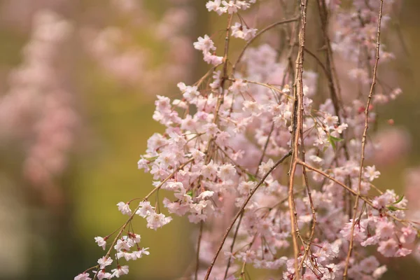 Beautiful colorful fresh spring flowers at Ryoan-ji — Stock Photo, Image