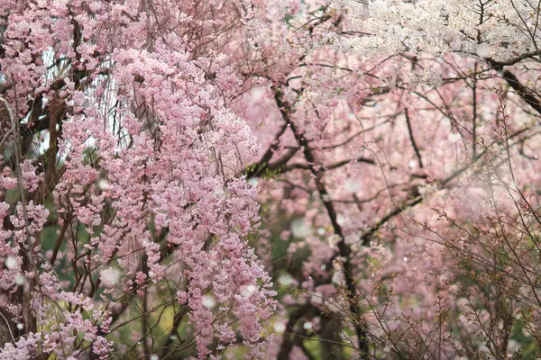 Schöne bunte frische Frühlingsblumen bei ryoan-ji — Stockfoto