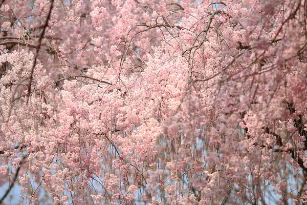 Gyönyörű színes friss tavaszi virágok Ryoan-dzsi — Stock Fotó