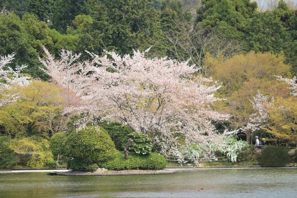 Ryoan-ji Rozciągacz w wiosna, Kioto, Japonia — Zdjęcie stockowe