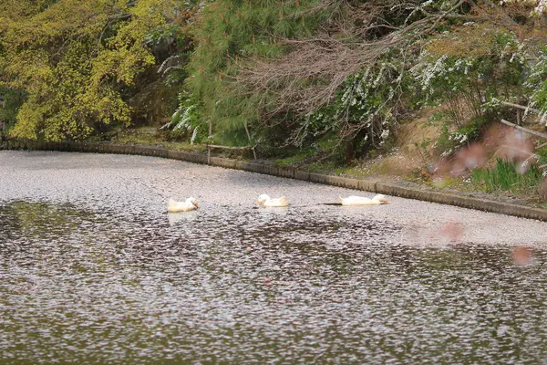 在春天，京都，日本龙安寺 — 图库照片