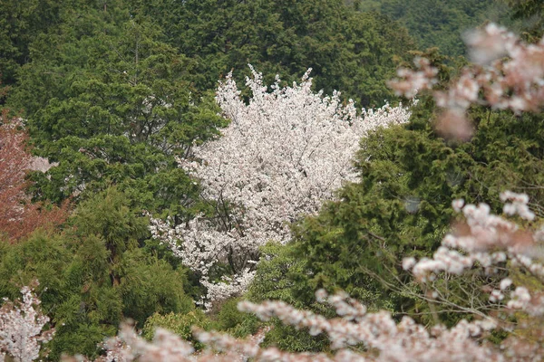 Wiosna Blossom w kyoto — Zdjęcie stockowe