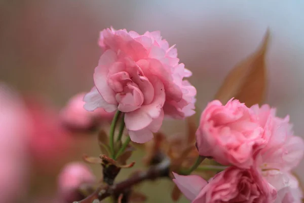 Hermosas flores frescas de primavera de colores en Ryoan-ji —  Fotos de Stock