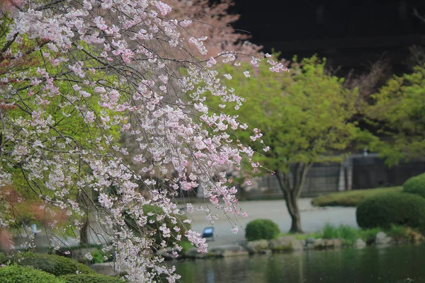 春、京都、日本の龍安寺 — ストック写真