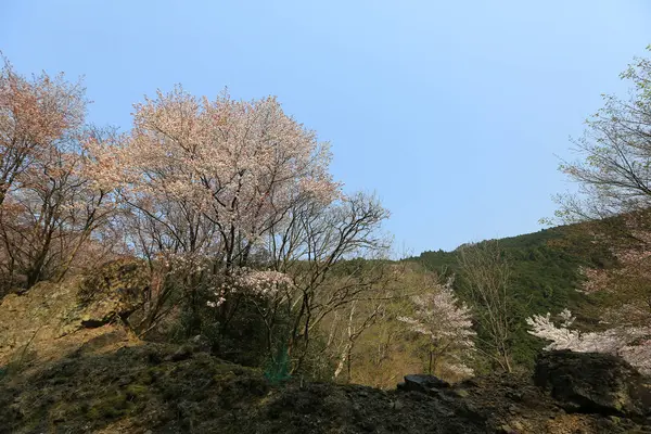 前に京都の嵐山の桂川 — ストック写真