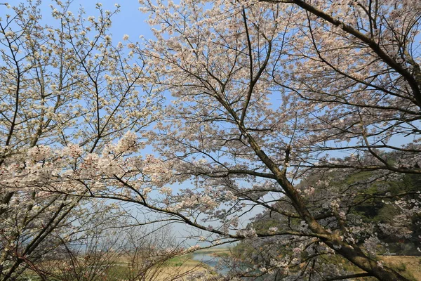 Umahori, kyoto, kiraz çiçeği — Stok fotoğraf