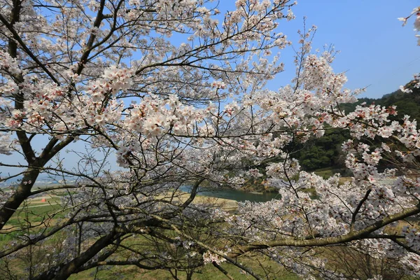Cherry Blossom em Umahori, Kyoto — Fotografia de Stock
