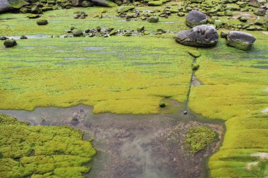 Goril rock ve kemer kaya Yehliu Geopark, Tayvan.